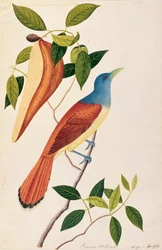 Boorong Seli-ah, uit Tekeningen van Vogels uit Malakka, ca. 1805-18