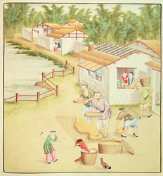 Chinese boeren zeven rijst