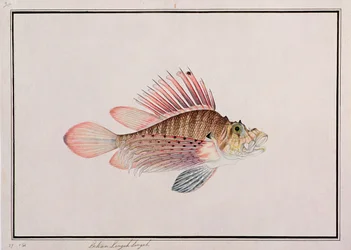 Eekan Linqah Singah, uit Tekeningen van Vissen uit Malakka, c.1805-18