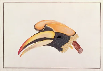 Grote Neushoornvogel, uit Tekeningen van Vogels uit Malakka, c.1805-18