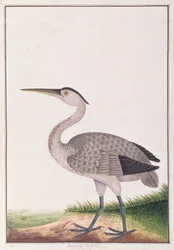Grijze Reiger, uit Tekeningen van Vogels uit Malakka, ca. 1805-18