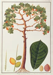 Klapang Terminalia Molucana of Maleise Amandel, uit Tekeningen van Planten uit Malakka, c.1805-18