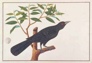 Koel, uit Tekeningen van Vogels uit Malakka, ca. 1805-18