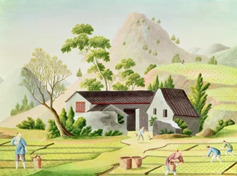 Boeren in de rijstvelden
