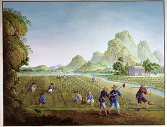 Rijstteelt in China, planten verplanten