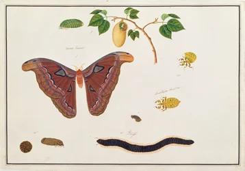 Zes geleedpotigen, uit Tekeningen van Dieren, Insecten en Reptielen uit Malakka, ca. 1805-18