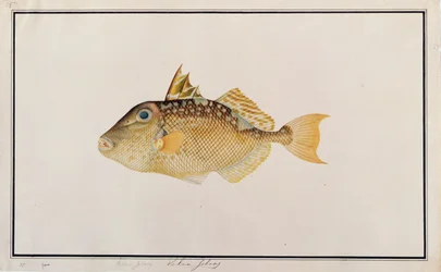 Sterren Trekker, uit Tekeningen van Vissen van Malakka, c.1805-18