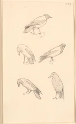Kraaien
