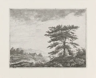 Boom in een heidelandschap