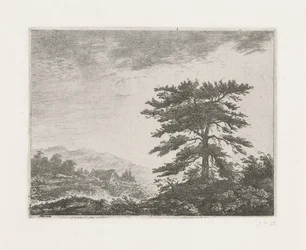 Boom in een heidelandschap
