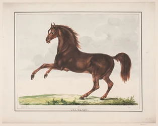 Het Goedgevormde Paard