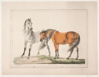 De paarden E & G