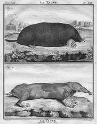 La Taupe & La Taupe Depouillée de sa Peau, ca. 1763
