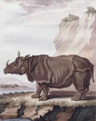 Neushoorn (gravure)