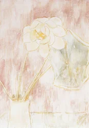 Lotusbloem; Lotusblute
