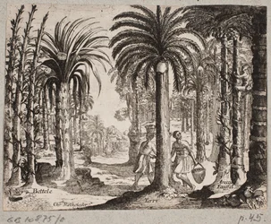 Palmboomgaard met betelpalmen