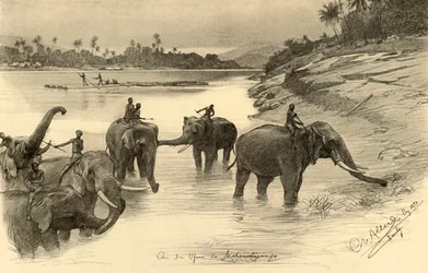 Olifanten aan de Oevers van de Mahaweli Rivier, Ceylon