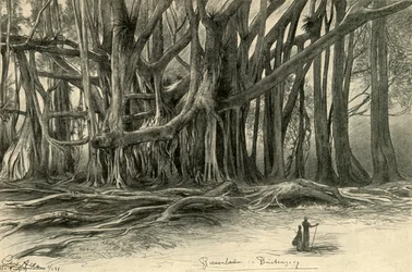 Reusachtige bomen in Buitenzorg, Java, 1898