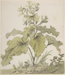 Studie van een plant