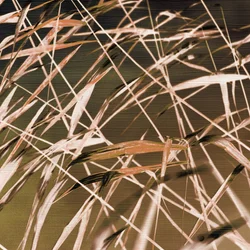 Abstracte rietpatronen