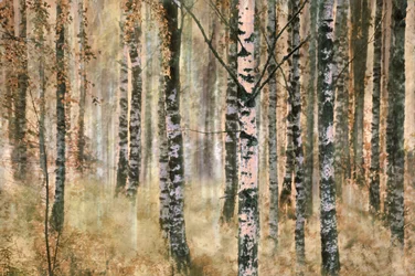 Herfst in het berkenbos