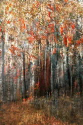 De gloed van het herfstbos