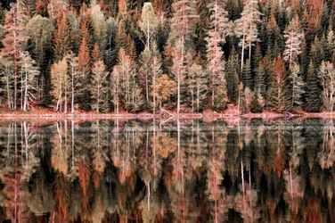 Herfstbospiegels