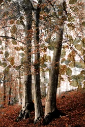 Herfsttafereel in het bos