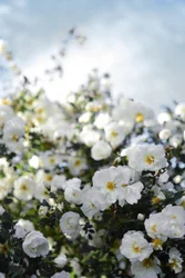 Bloeiende witte rozen