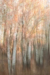 Wazig herfstbos
