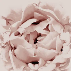 Roze pioenroos