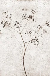 Fijne gedroogde plant
