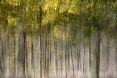 Dromerig herfstbos