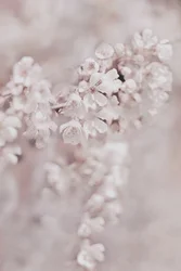 Dromerige roze bloesems