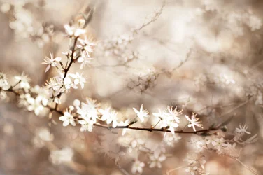 Dromerige witte bloesems