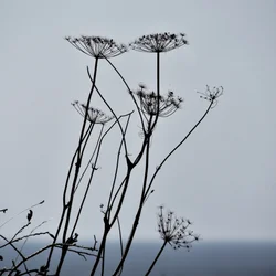 Silhouetten van gedroogde planten