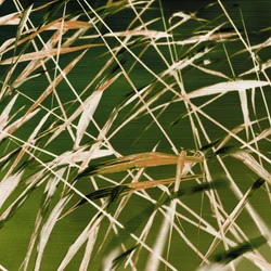 De dynamische schoonheid van de natuur