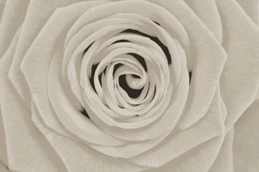 Elegante witte roos