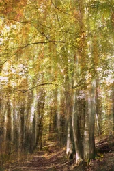 Het pad door het betoverde bos