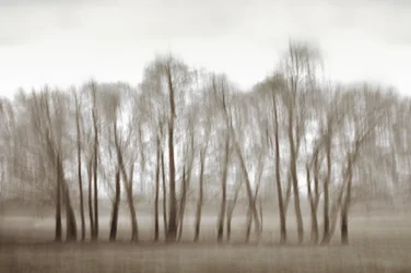 Etherische, wazige bomen