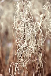 Etherische gedroogde plant