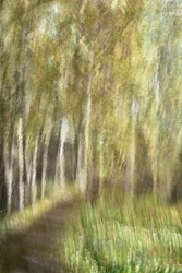 Wandeling door het sprookjesachtige bos