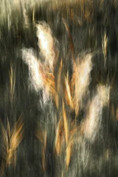 Etherisch goudgras