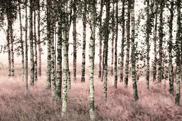 Etherische roze berken