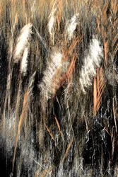 Etherisch wild gras