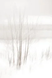 Etherische winterbossen