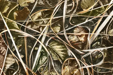 Mat natuurdetail