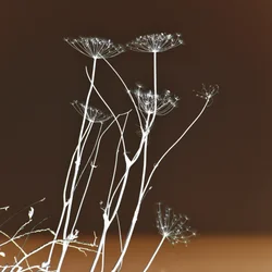Stralende botanische vormen