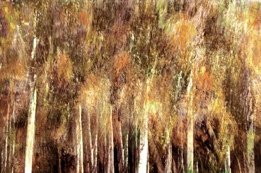 Gouden herfstbos