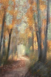 Goudkleurig herfstpad door het bos